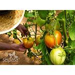 Foto de Biopesticida, el presente y el futuro de la agricultura