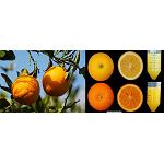 Foto de Investigadores del CSIC obtienen naranjas más ricas en antioxidantes