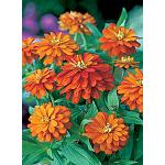 Picture of The export of plant and flower increases 4% and the import descends 5% in 2013