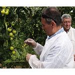 Foto de Syngenta muestra todo el potencial del tomate Valkirias y el pepino Kantaka