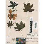 Picture of More than 27.000 images of the payments of the Real Botanic Garden in Internet