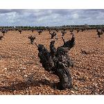 Fotografia de 1.295 hectàrees de vinyer es renovaran amb l'ajuda del Govern d'Aragó
