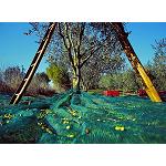 Picture of The climatic change redibuja the map of the Mediterranean olive grove from 2030