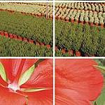 Foto de La exportación española de flor y planta viva crece un 33% y la importación un 19% en enero