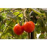 Foto de Investigadores argentinos y brasileños descubren una proteína que duplica el rendimiento del tomate