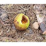 Fotografia de Un consorci basc desenvoluparà una metodologia per aprofitar restes vegetals, cárnicos i làctics
