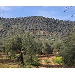 Picture of Influence of the characteristics of the new plantations of olive grove in his recolección