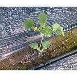Picture of Prevention of the eutrophication caused by agricultural nitrogen in the superficial waters in Mediterranean climate