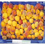 Foto de Scholar, la solución para sanidad y calidad poscosecha en fruta de hueso, recibe autorización para 2014