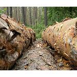 Picture of Consideraciones sobre la industria forestal gallega