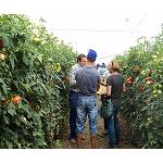 Foto de Jornadas de Syngenta para presentar los buenos resultados del tomate Panekra
