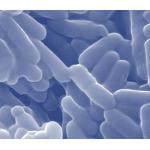 Picture of Solucionar el problema de Listeria antes de que surja