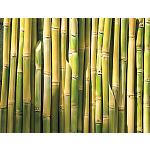 Foto de Tetra Pak utiliza plástico vegetal para todos sus envases de cartón en Brasil