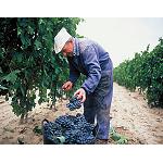 Fotografia de El Consejo Regulador de la DOCa Rioja aprueba las ‘Normas de Campaña’ para la vendimia 2014