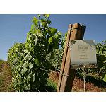 Fotografia de Terras Gauda investiga nuevas aplicaciones del bagazo para obtener el primer aceite de semilla de uva