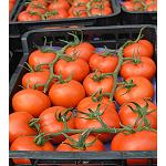 Foto de El tomate Paladium confirma su calidad excepcional con precios más altos para los ramos de calibre G