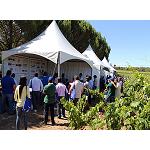 Foto de Syngenta presenta en una jornada de Viña sus soluciones más avanzadas para este cultivo