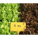 Picture of Influencia de la salinidad de la solución nutritiva en la calidad y producción de dos cultivares de lechuga baby leaf