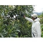 Foto de Se autoriza el uso de materias activas contra plagas en aguacate y mango