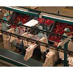 Picture of Scholar irrumpe como solución para incrementar la exportación de fruta de hueso