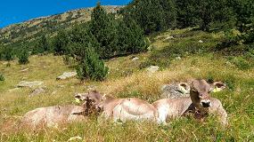 Foto de El IRTA evaluará el bienestar animal en las explotaciones de vacuno de Andorra