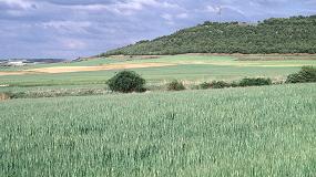 Foto de Los cultivos herbáceos pierden en España casi 400.000 hectáreas en cinco años
