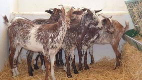 Foto de Las cooperativas proponen reducir la producción de leche de cabra en Andalucía