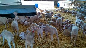 Foto de Los ganaderos de ovino y caprino recibirán ayudas máximas de 1.200 euros por el COVID-19