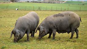 Foto de Aumentan los cerdos ibéricos alimentados con bellota en España