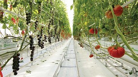 Foto de ‘Tomate Vision’, nuevo centro Syngenta para acelerar su innovación en el cultivo del tomate