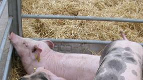 Foto de La cotización del concentrado para el cebo de cerdos baja un 7% en dos meses