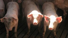 Foto de Anprogapor hace balance de la crisis en las granjas porcinas