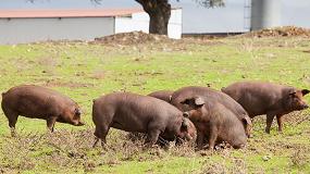 Foto de Ayudas de 30 euros por animal para el cerdo Ibérico