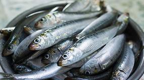 Foto de Más de la mitad de las sardinas y anchoas del Mediterráneo occidental tienen microplásticos en los intestinos
