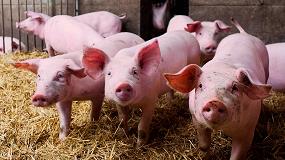Foto de Piden más inversión para las medidas preventivas por la Peste Porcina Africana