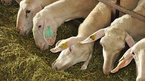 Foto de El pienso para ovino lechero sube su cotización un 4,2% en el último mes