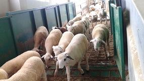 Foto de Fuerte incremento mensual del 5,3% en la cotización del pienso para el cebo de corderos