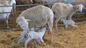 Foto de Métodos naturales para aumentar la fertilidad en la oveja de raza Manchega