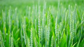 Foto de Un proyecto de Neiker basado en inteligencia artificial permitirá ajustar la dosis de fertilizante nitrogenado en el cultivo de trigo