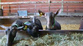 Foto de El concentrado para cabras de leche ya está un 11,1% más caro que el pasado año