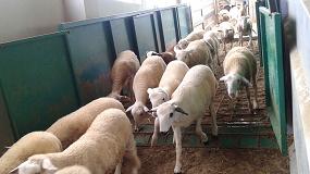 Foto de El pienso para el cebo de corderos alcanza su precio más alto desde marzo de 2014
