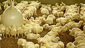 Foto de Más bioseguridad en el sector avícola ante el aumento de casos de influenza aviar en Europa