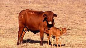 Foto de COAG se opone a subir la aportación económica de los ganaderos para Provacuno