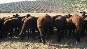 Foto de Futuro “incierto” para las ganaderías de raza pura en España