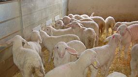 Foto de Las principales regiones en producción de carne de ovino lideran la caída anual del 6,2%