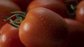 Foto de Azovian F1*, la nueva variedad de tomate pera de Nunhems cumple su primer año en el mercado español