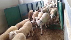 Foto de El coste de alimentación en cebo de corderos se eleva un 14,8% en el último trimestre