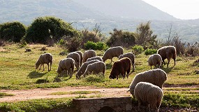 Foto de Ayudas para explotaciones de ovino y caprino de Murcia afectadas por el COVID-19