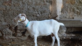 Foto de Cataluña adelanta el pago de 3,28 millones de euros de la PAC para ovino y caprino