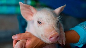 Foto de Mejora genética en porcino para aumentar la resistencia a enfermedades y reducir el uso de antibióticos